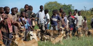 rabies-dogs-africa